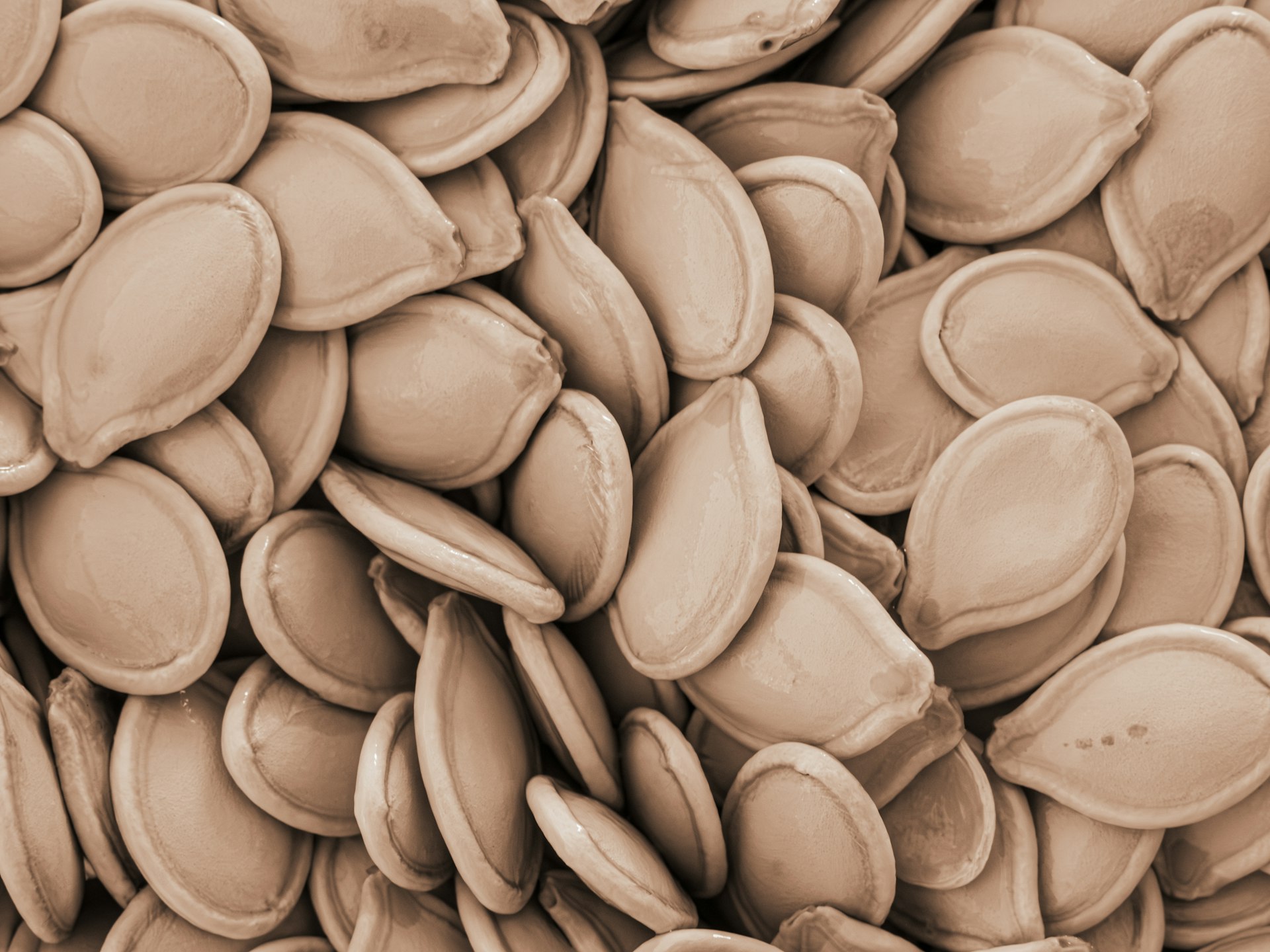 Close-up of dried pumpkin seeds