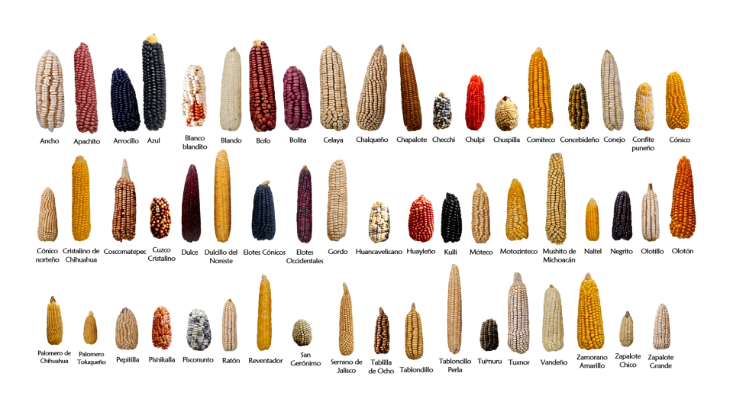Ejemplos de algunas de las 59 razas nativas de maíz mexicano.