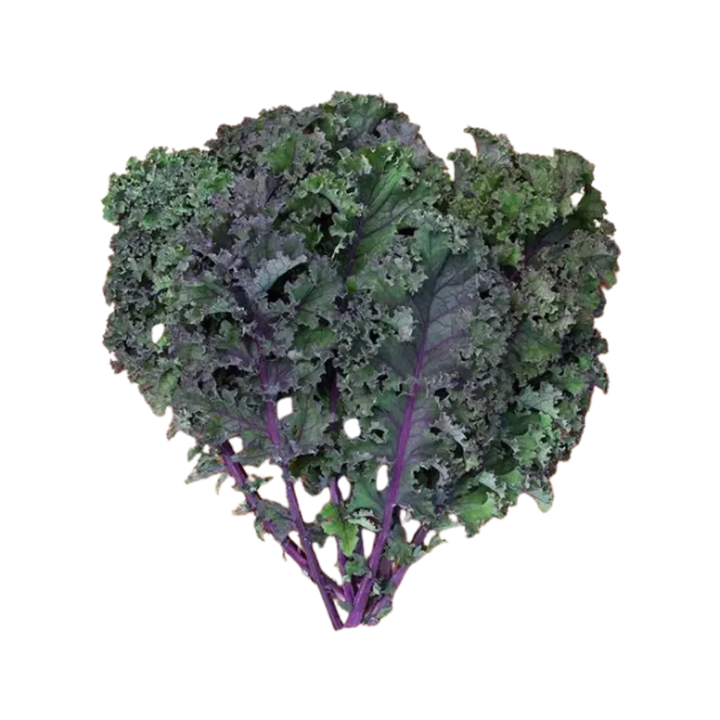 [15246989] Kale Morado / Mjo