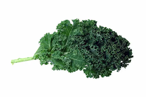 Kale Morado / mjo