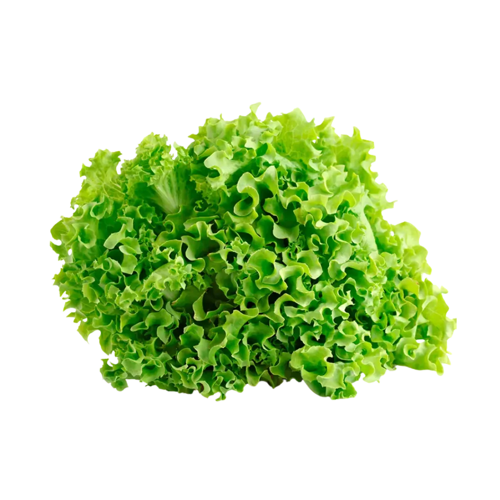 Lechuga Francesa / Pz