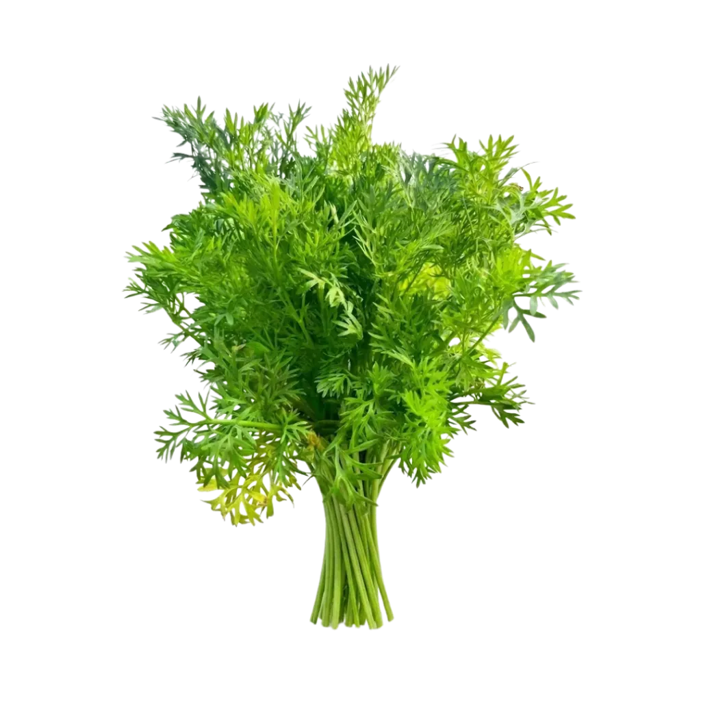 Cilantro Criollo / Mjo