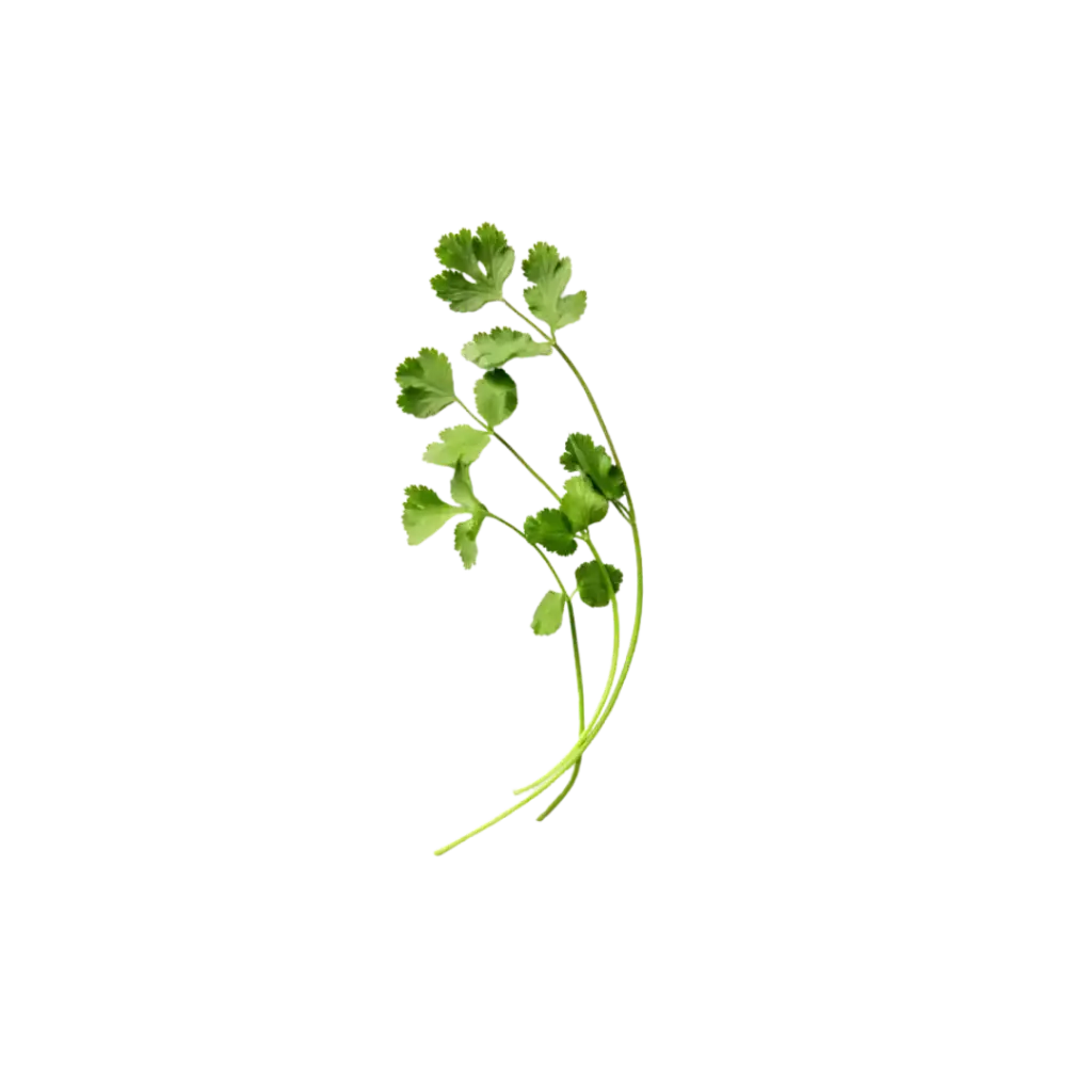 [2168584] Cilantro / Mjo