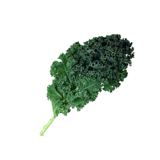 [2168495] Kale (Col rizada) / mjo