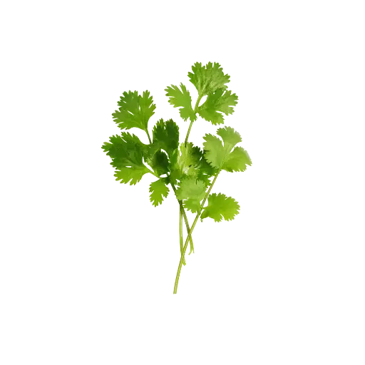 [2168509] Perejil / Mjo