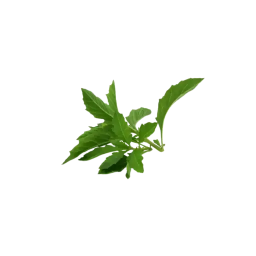 [2168543] Epazote / Mjo