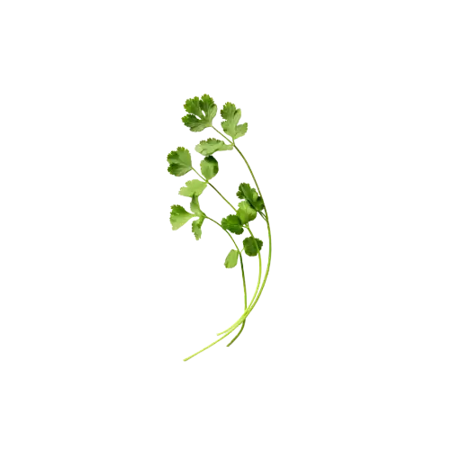 [2168584] Cilantro / Mjo