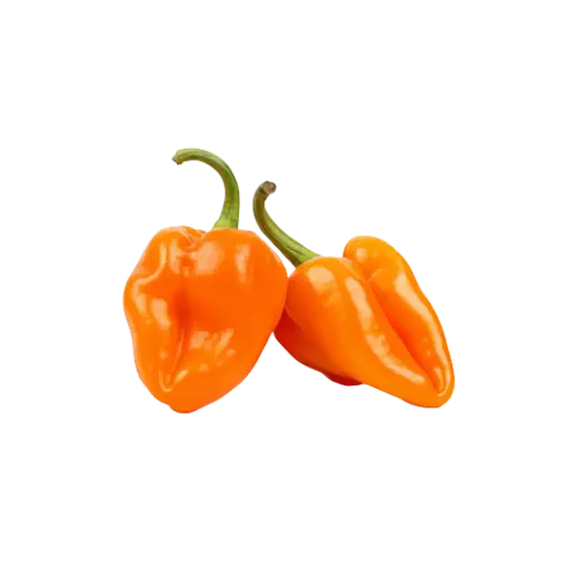 Chile Habanero