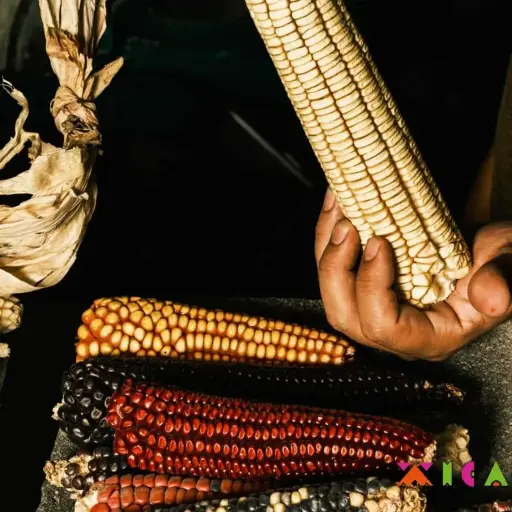 Tortilla de Maíz Azúl Agroecologica 500gr 